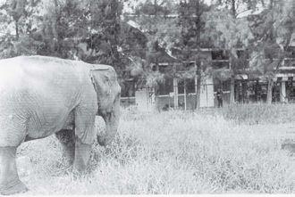 Elephant behind Fairtex Gym Ibn Khaldun the immortal Tunisian historian - photo 4