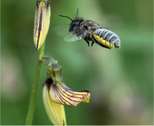 A leafcutter bee approaches a flowering pigeon pea insects are among the most - photo 3