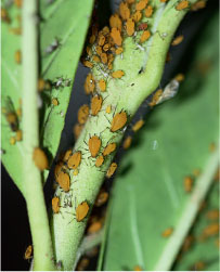 Milkweed aphids clustered on Gomphocarpus stenophylla Many insects are - photo 4