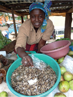 Delicious termite alates for sale in the market at Kakamega Town Western Kenya - photo 5