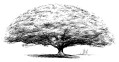 The Rain Tree - image 2