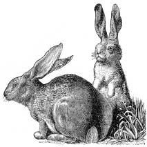 IF YOUVE HEARD the phrase mad as a March hare you may have wondered what it - photo 7