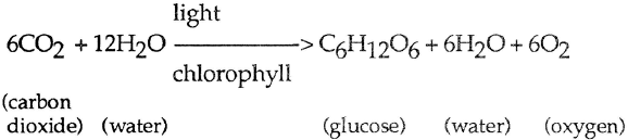 Photorespiration In the chlorophyllous tissues both respiration which occurs - photo 2