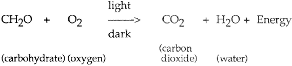 Photorespiration proceeds at a slightly higher rate than does respiration A - photo 3