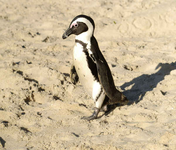 DAY 2 PENGUINS BEACHES WINING AND DINING 9AM Head off to the Southern - photo 8