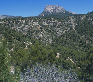 Sierra de Espua Hort del Cura Elx Elche This luxuriant garden the - photo 14