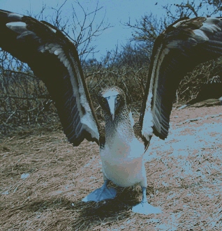 What Makes Them Wacky The name blue-footed booby alone would win a wacky - photo 4