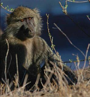 What Makes Them Wacky Baboons have some really interesting habits From their - photo 8