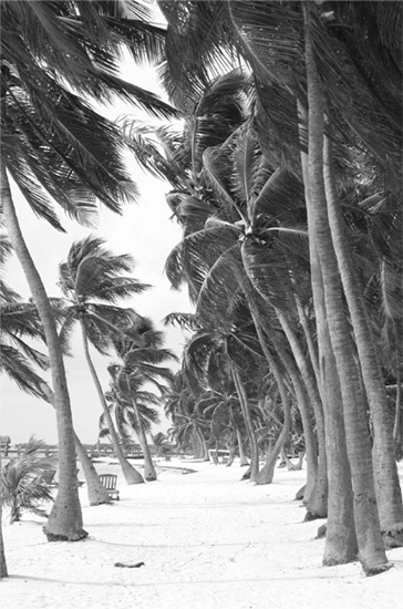 Palms along the beach James Steele A COMPLETE GUIDE SECOND EDITION PALM - photo 1