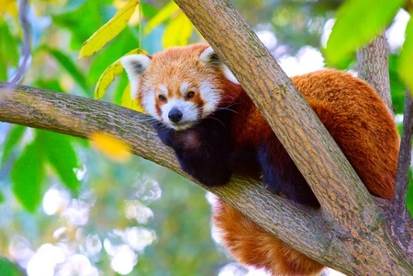A red panda relaxing on a tree branch To start off the red panda is a mammal - photo 4