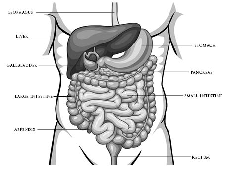 Figure 1 Diagram of the Digestive Tract Oral Beginnings Lips Tongue Mouth - photo 2