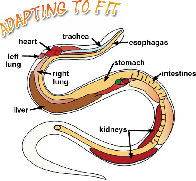 The internal organs of snakes are elongated and staggered rather than - photo 10