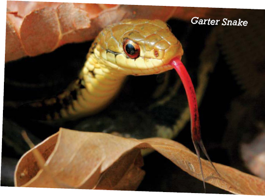 Garter Snake A snakes tongue is attached to its Jacobsons Organ a sensory - photo 11