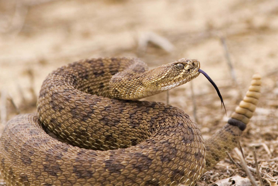 Among the best-known and most feared North American snakes are rattlesnakes - photo 13