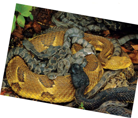 Among the best-known and most feared North American snakes are rattlesnakes - photo 14