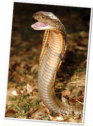 The king cobra is the worlds longest venomous snake Like rattlesnakes king - photo 15