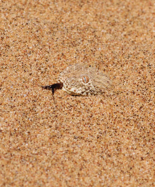 DESERT HORNED VIPER A great example of passive hunting skill the desert horned - photo 16