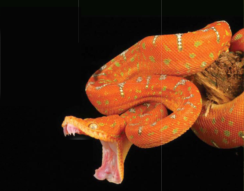 Amazon Tree Boa Thanks to stretchable head muscles and the ability to unhinge - photo 17