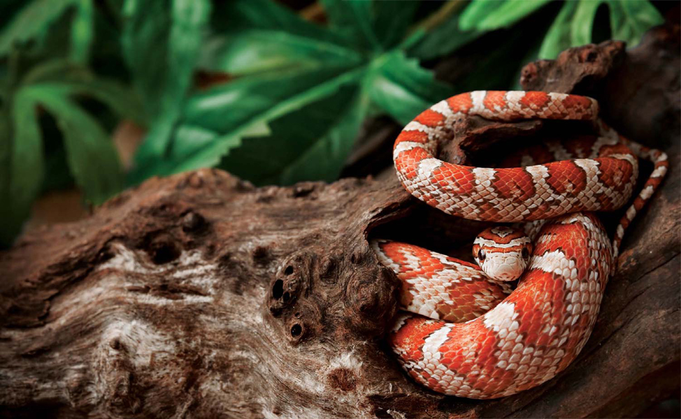 Corn Snake Like all animals snakes bodies grow as they get older but - photo 4