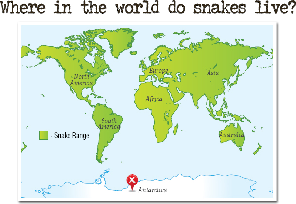 There are about 3000 different species of snakes on Earth They live on every - photo 6