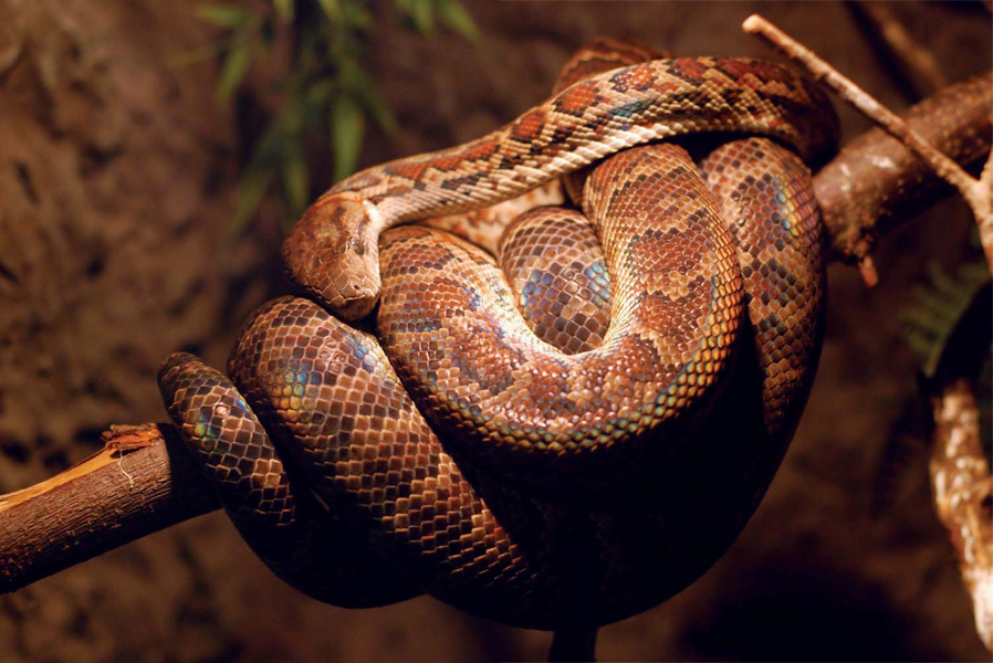 Boa Constrictor Part of snakes amazing ability to conserve energy is their - photo 8