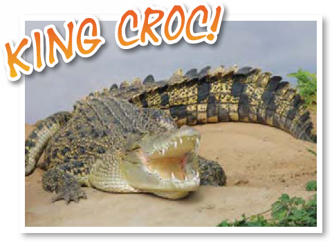 The saltwater crocodile is the largest of all crocodilians They can grow to be - photo 12