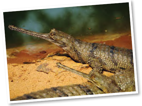 Due to humans moving into their habitat gharials or fish-eating crocodiles - photo 13