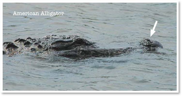 Like all reptiles crocodilians have adapted to their habitat The nostrils - photo 14