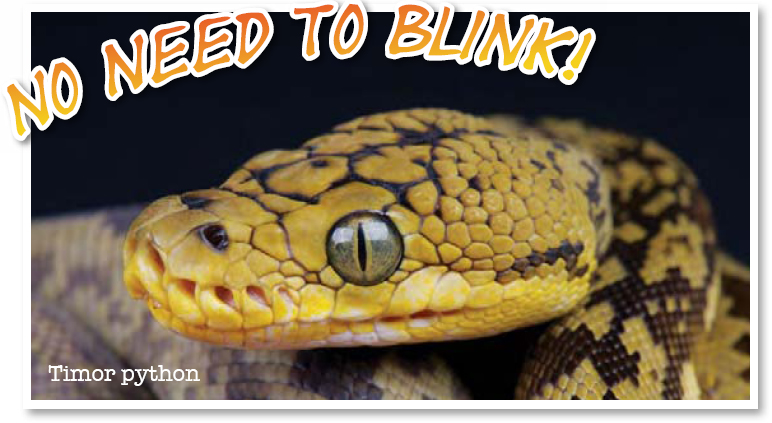 Snakes never close their eyes Instead of moveable eyelids they have a special - photo 15