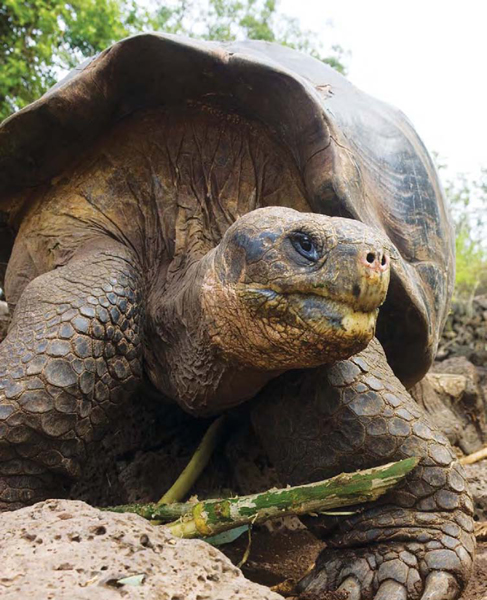 Galapagos tortoises have two speeds slow and stop What they lack in quickness - photo 5