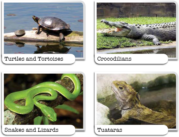 Reptiles generally live in warmer They can live in or near oceans rivers - photo 7