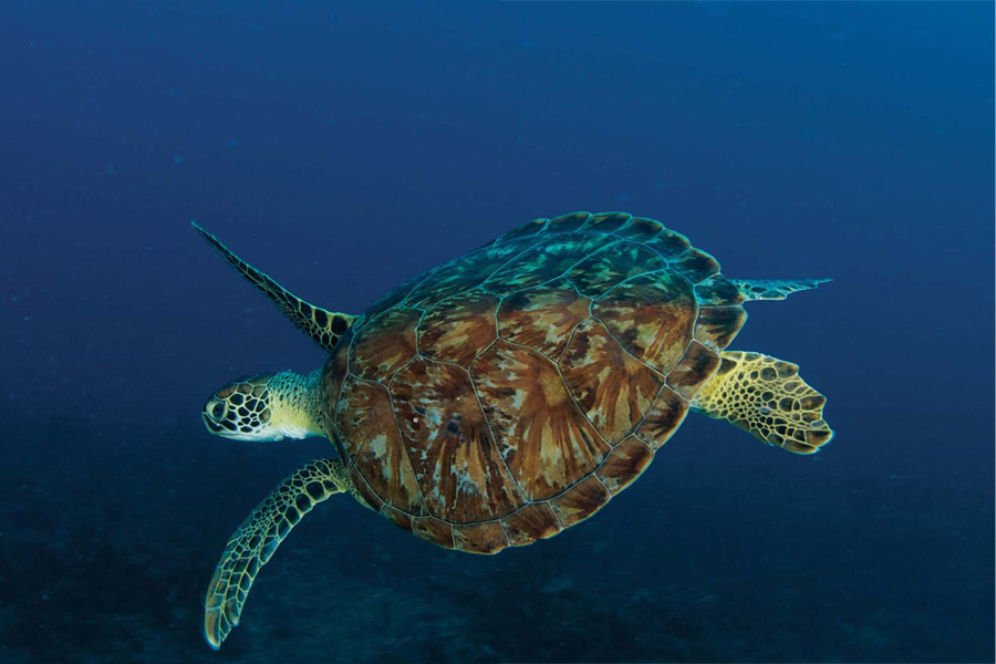 Unlike land-based tortoises and turtles sea turtles have large front flippers - photo 9