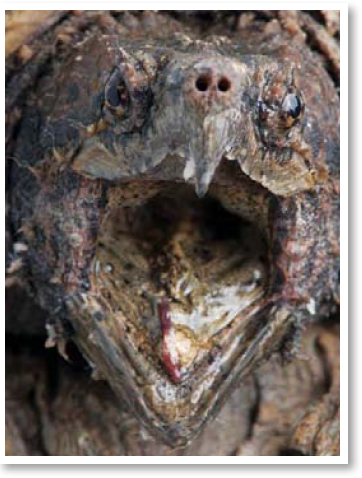 Instead of teeth turtles and tortoises have hard-edged jaws that cut the - photo 10