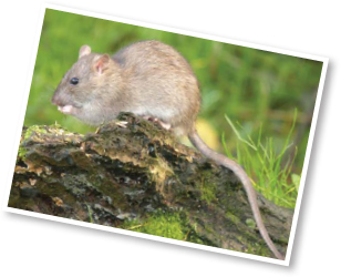 Near people wild rats eat nearly everything They for food in the trash In - photo 4