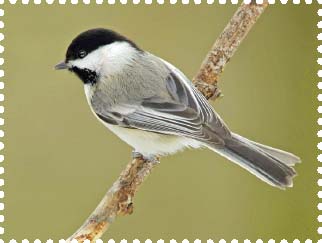 The black-capped chickadee is the state bird of Maine and Massachusetts and the - photo 5