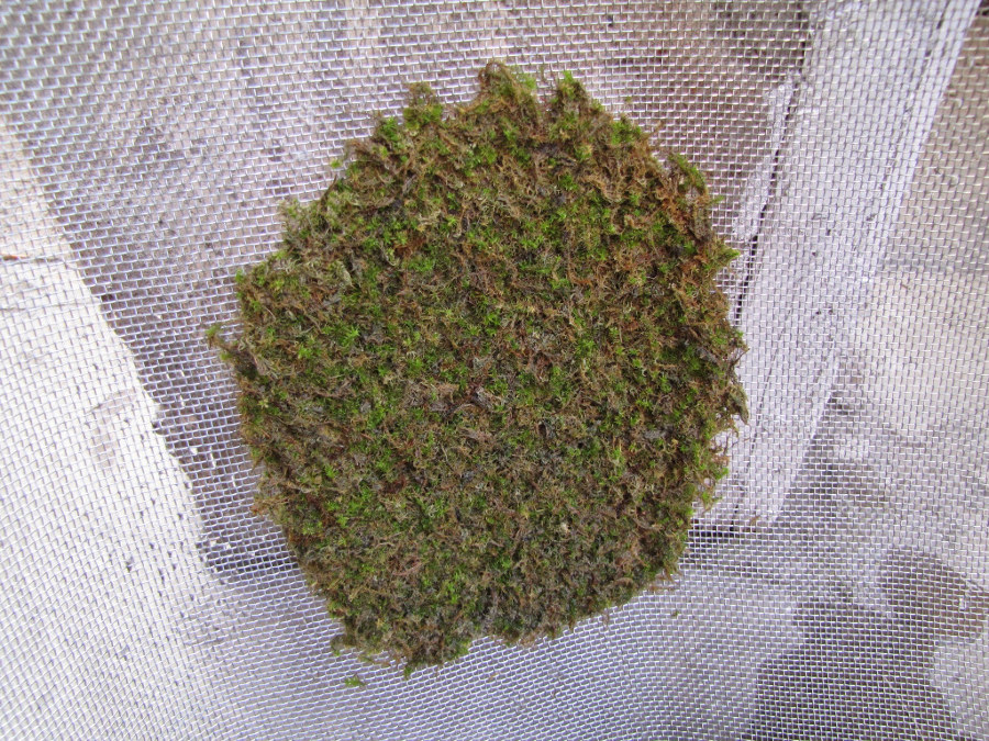 A moss sheet drying on a mesh The plants you are planning to use should also - photo 3