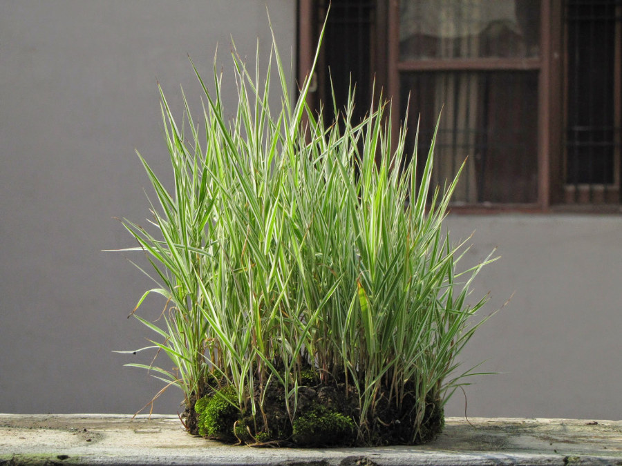 A ne-arai with grasses 13 Invention of kokedama Kokedama pronounced - photo 1