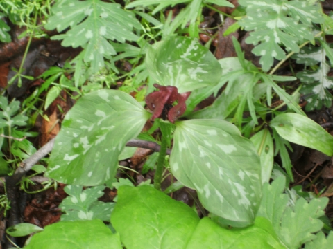 Sessile This type of flower connectsdirectly to the stem with no stalk - photo 10