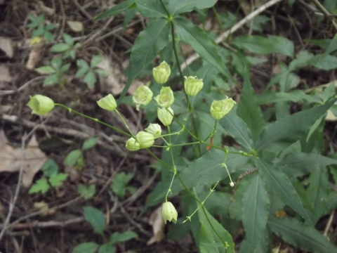 Panicle This arrangement is also similarto the spike but there are two or - photo 6