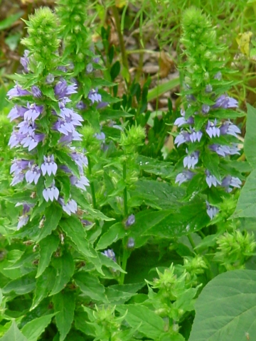 Spike Several individual flowersarranged along a central stem creating a - photo 4