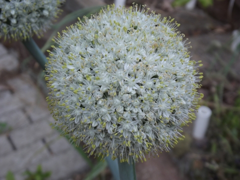 Head This is a rounded cluster of manyflowers each connected to a central - photo 7