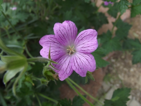 Regular Flower This type of flower has an equalnumber of petals and sepals - photo 11