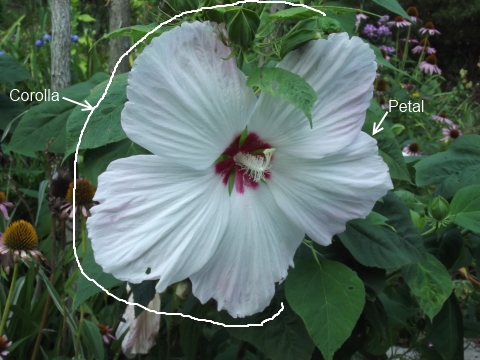 The central portion of the typicalflower contains the two organs that are - photo 3