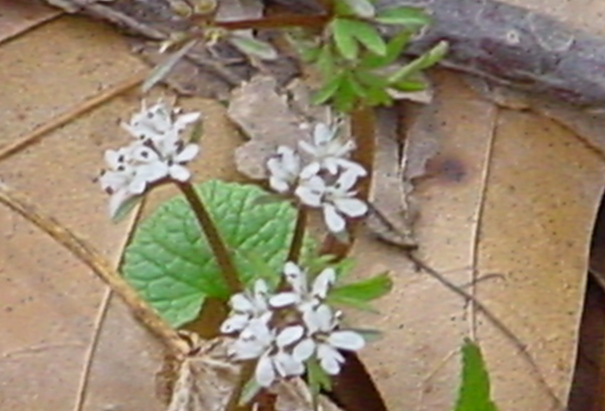 Cyme This arrangement creates a morerandom pattern There are several umbels - photo 9