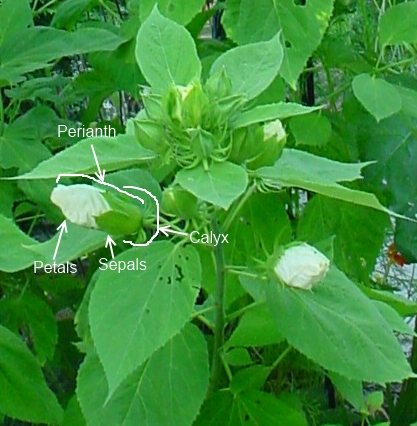 Outside and usually below thepetals are the sepals These are usually green and - photo 2