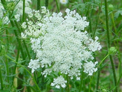 Corymb This is similar to an umbel inthat it is a rounded cluster The - photo 8