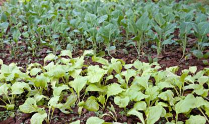 Thecrops can even freeze with no ill effects Some of them like lettuce - photo 2