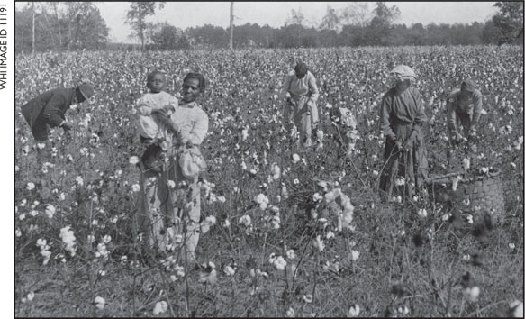 These sharecroppers are picking cotton by hand This sharecroppers son is - photo 9