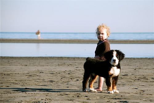 Via Pash Photogphy Given proper training the Bernese Mountain Dog can be a - photo 2