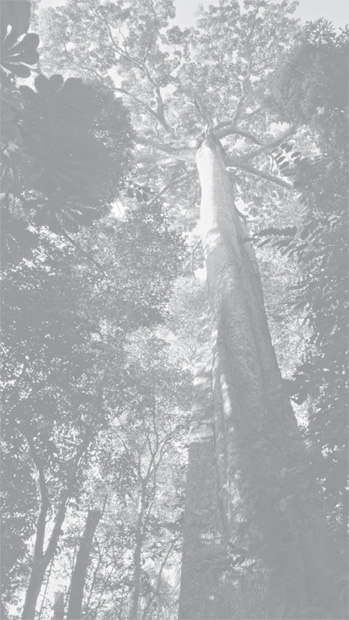 A view into the canopy of the rain forest of Panguana 2010 This is the type - photo 3